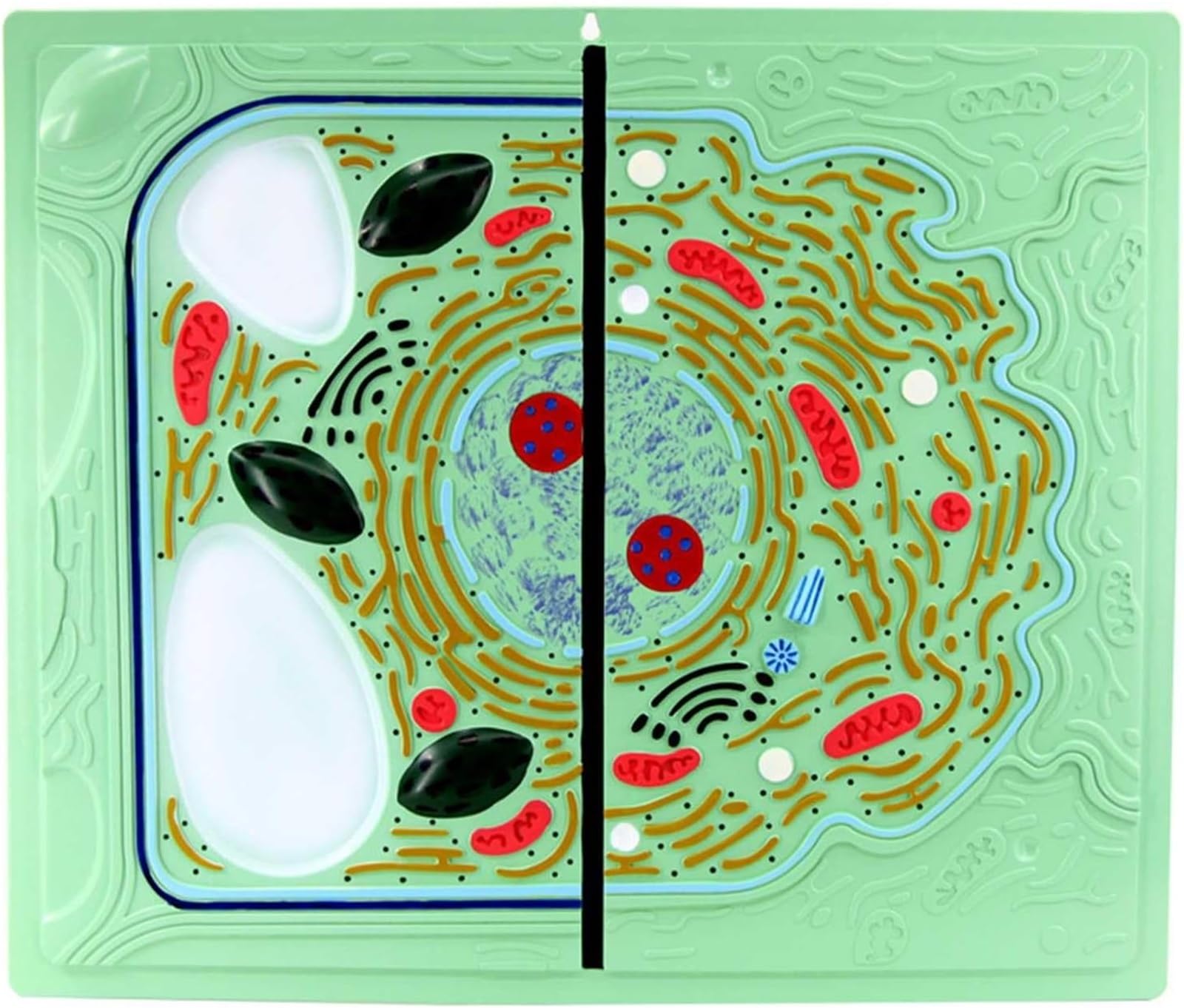 Biologische Zellmodelle, Tier- und Pflanzenzell-Organanatomiemodelle, Zellmikrostruktur-Anatomie, Dekorations- und Lehrmittel für den naturwissenschaftlichen Unterricht