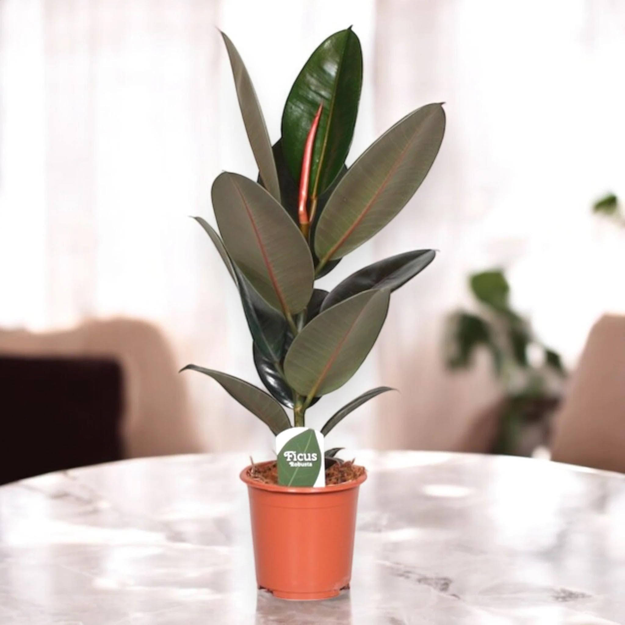 Ficus elastica 'Abidjan' Pianta da Interno Ornamentale, Verde, 120/150 cm, Vaso 22, 1 Pezzo