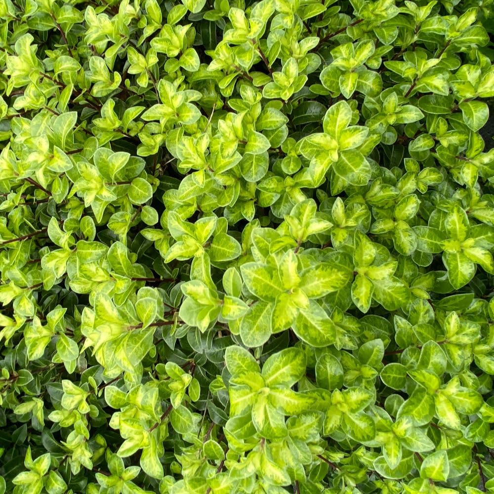 Pittosporum tenuifolium 'Golden Ball' – Compact Evergreen Shrub with Yellow Foliage – Box Alternative for Pots, Borders & Low Hedges – Hardy, Architectural 9cm Pot x1 by Thompson & Morgan