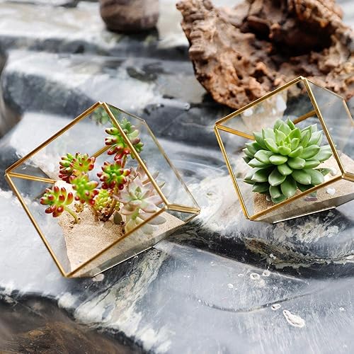 Miniatura 5 de ELEGANTLIFE Terrario geométrico de cristal para plantas suculentas, macetas de aire para decoración del hogar, jardín y oficina (juego de 2 cubos