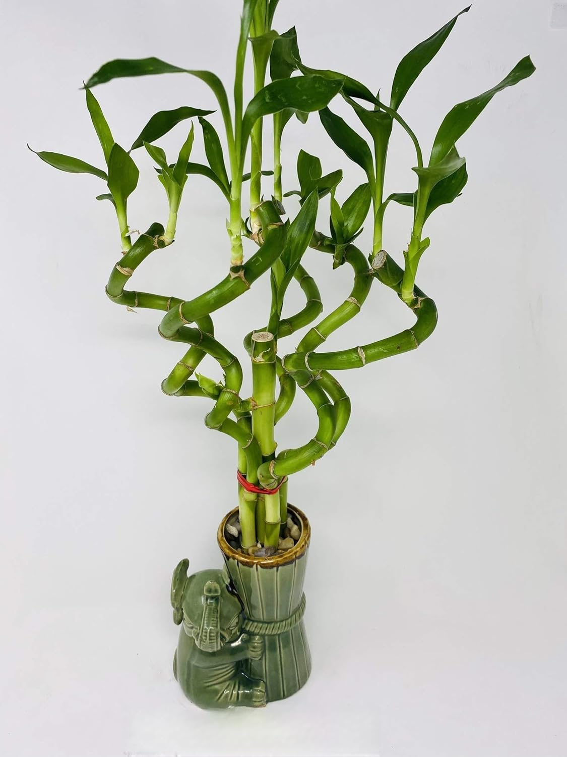 Jmbamboo - Live Spiral 6 Style Lucky Bamboo Plant Arrangement w/Ceramic Vase Unique from Jmbamboo