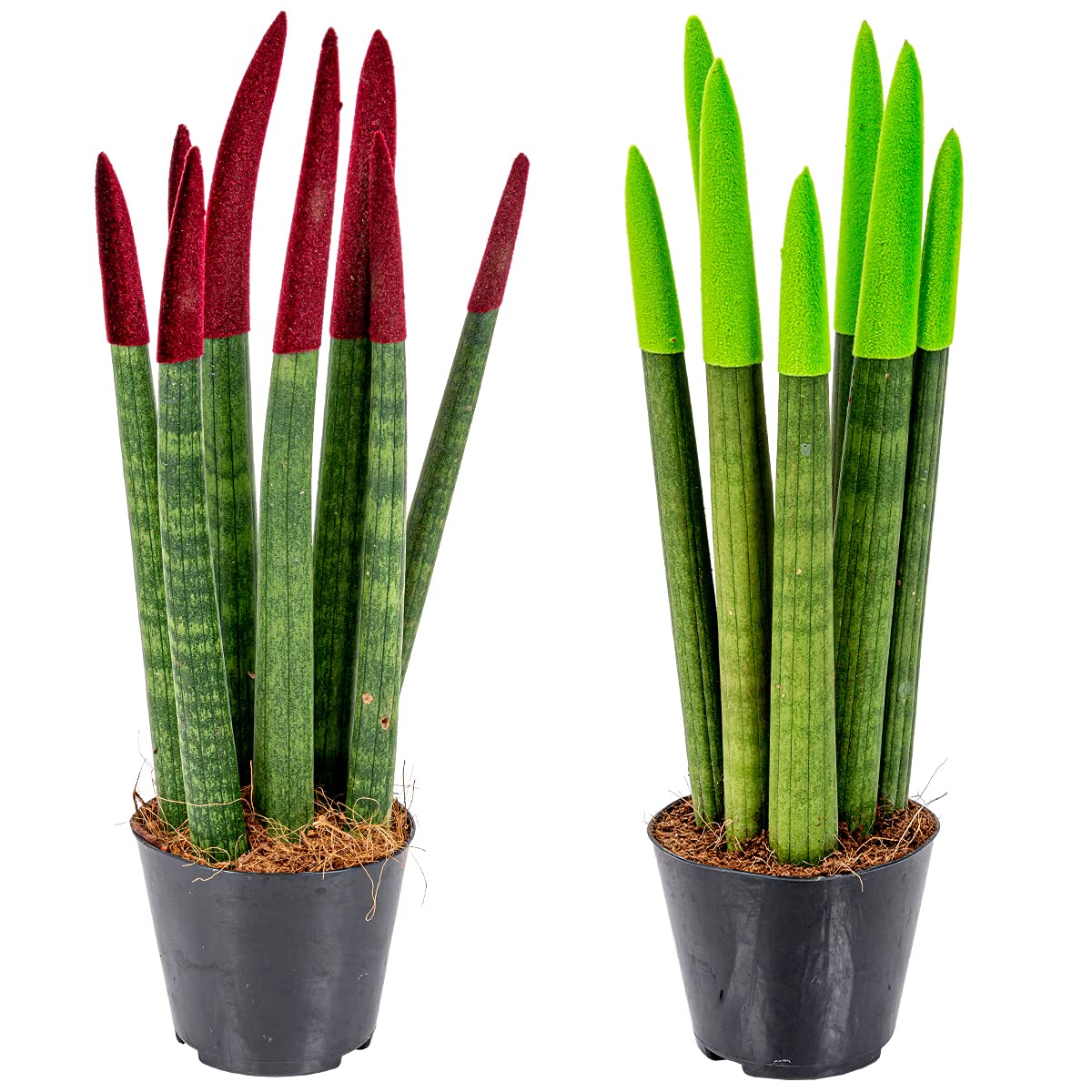 Sansevieria dépolluante et très facile à entretenir : lot de 2 plantes d'intérieur