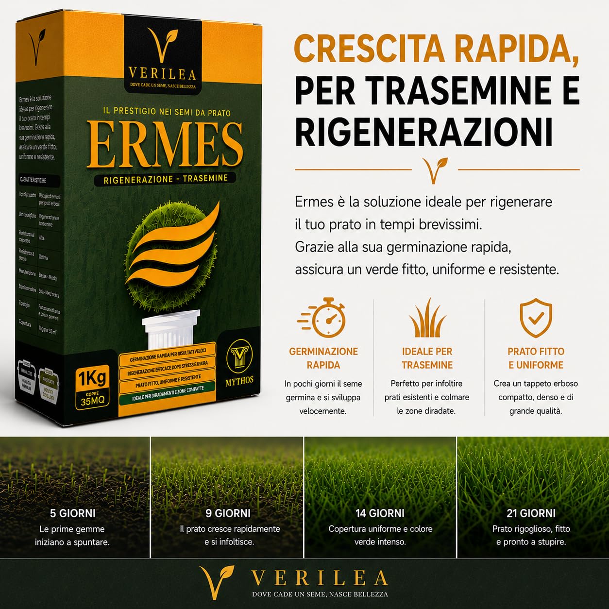 ERMES Semi da Prato micorizzati, Loietto Perenne 90%, Poa Pratensis 10%, Crescita Rapida (10Kg per 350mq)