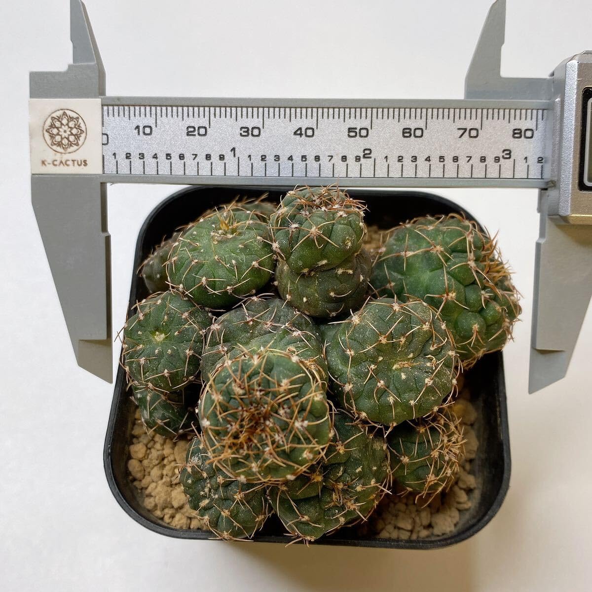 多肉植物　花サボテン　ミカン様 リクエスト 4点 まとめ商品 花のギフト社 サボテン 寄せ植え 多肉植物 おまかせ 4種類 ミニ