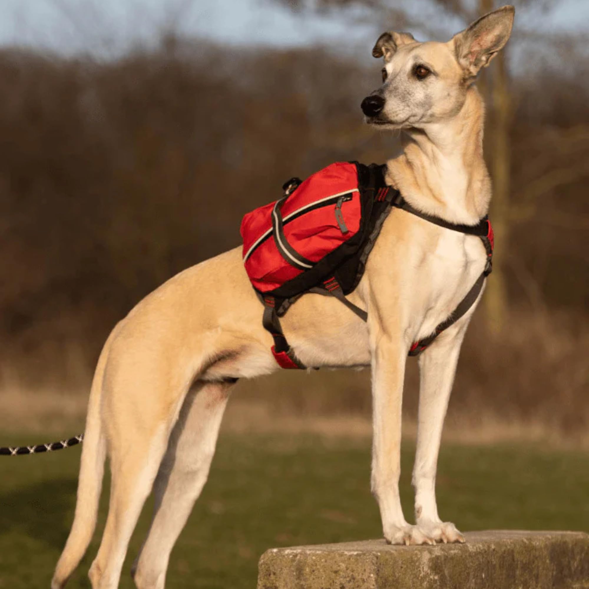 iEnergy Zaino per cani MAL - Zaino per cani - Zaino resistente alle intemperie per cani - Zaino da trekking ben imbottito, Rosso, Piccolo