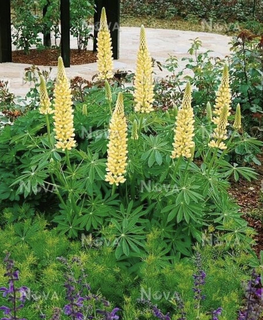 6 x Lupin Russel Yellow Chandelier Plug Plants Hardy Perennial Flower