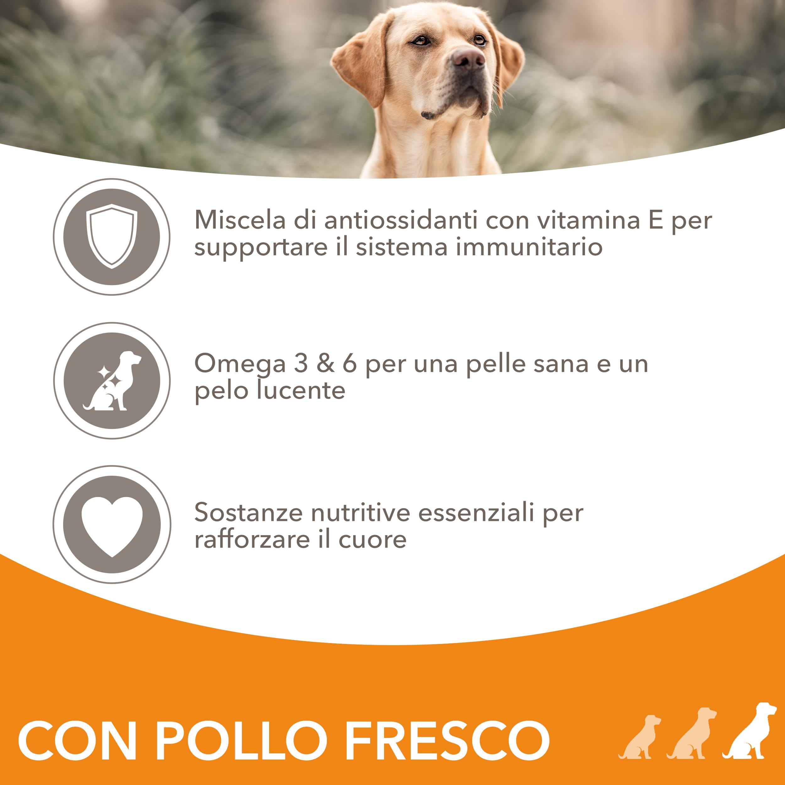 IAMS cibo secco per cani con pollo - Cibo secco per cani adulti a partire da 1 anno di età, adatto a cani di taglia grande, 12 kg
