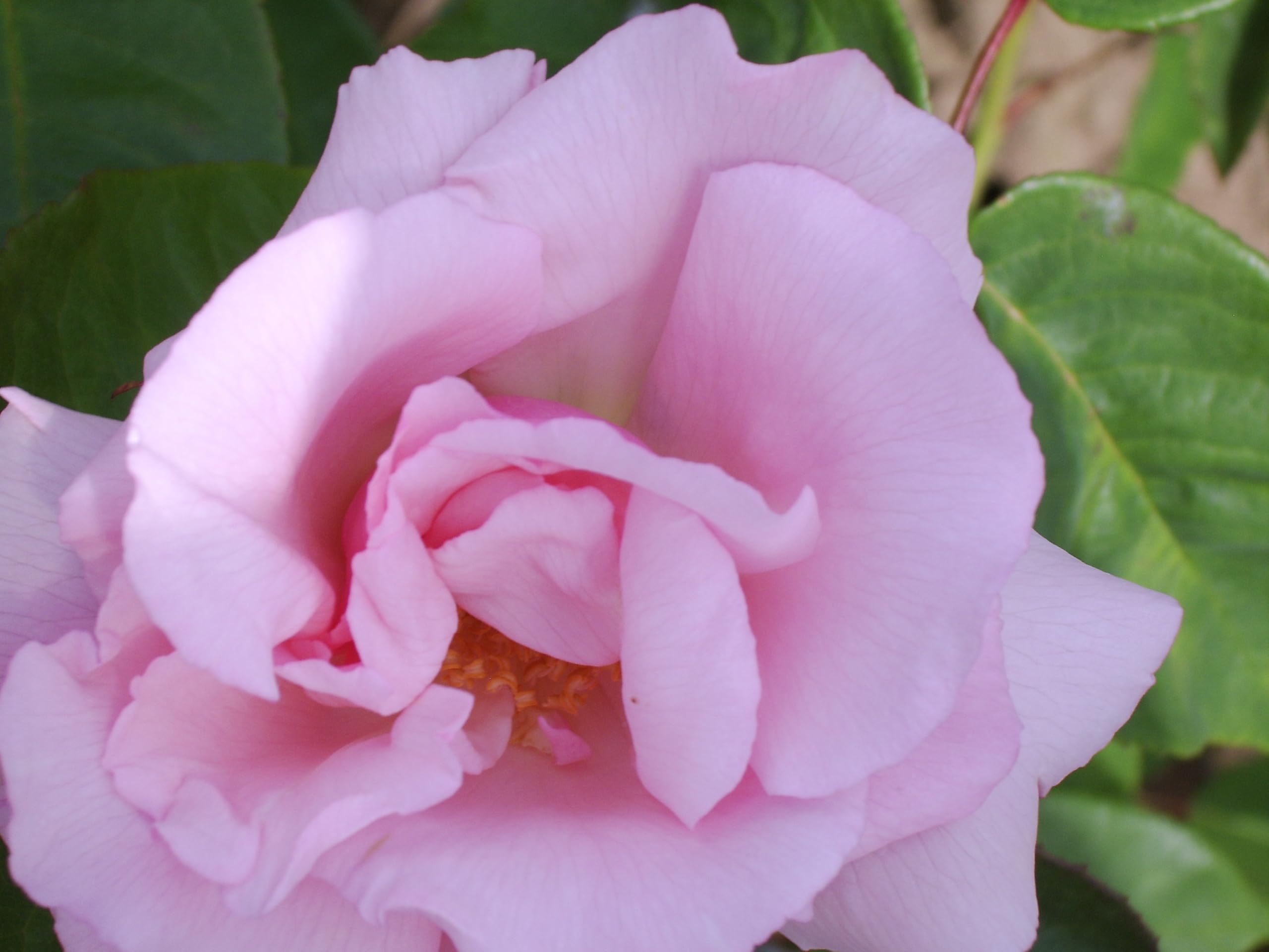 Kathleen Harrop - Pink Climbing Rose - 4L Potted