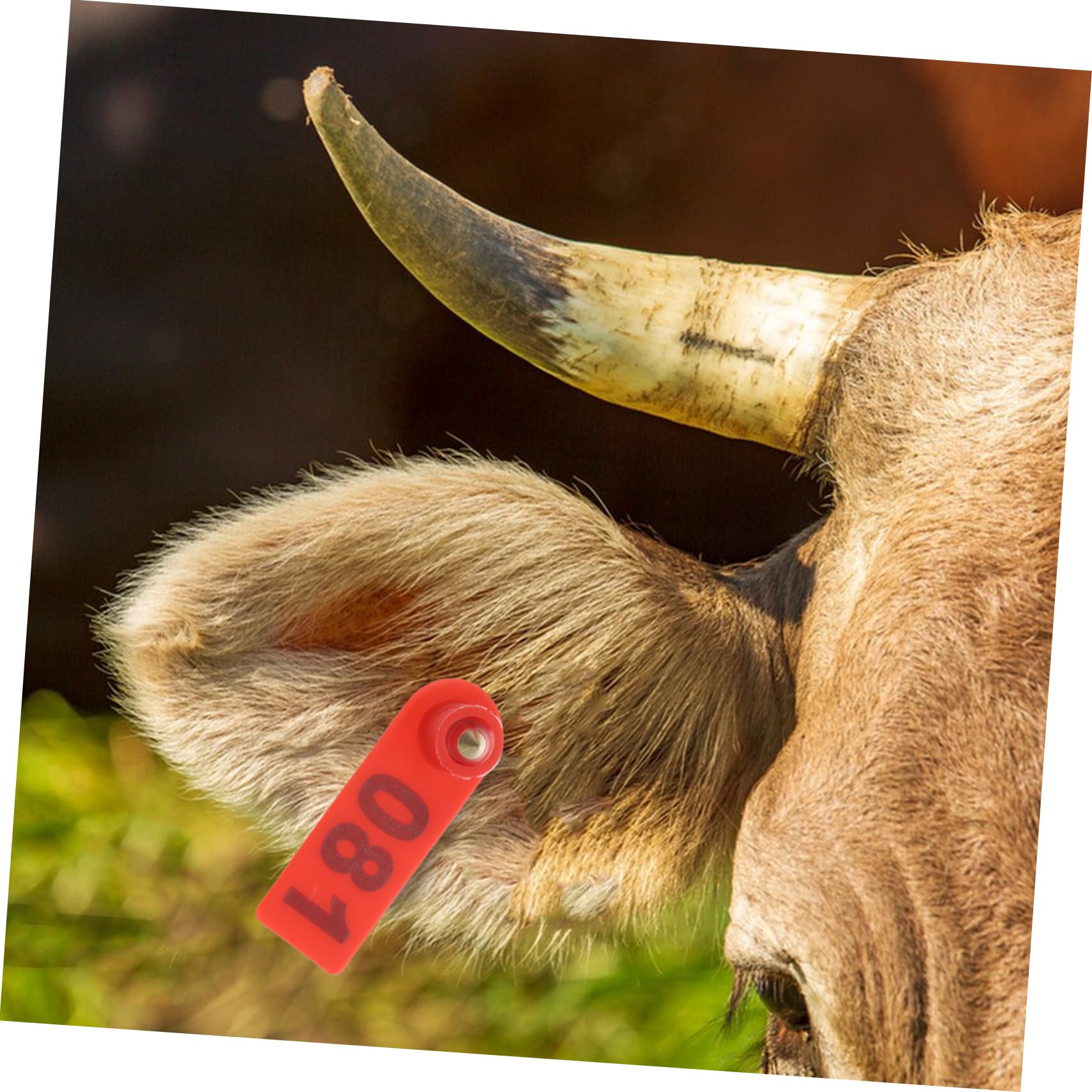 TOYANDONA 100pièces Boucle Auriculaire Numérotée Pour Identification Du Bétail Étiquette Auriculaire Plastique Pour Vaches Bovins Chèvres Et Moutons