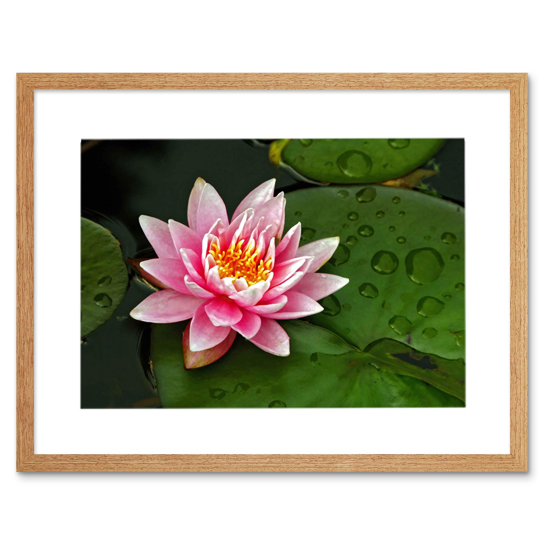 Wee Blue Coo Lotus Flower Lilly Pad Pink Photo Framed Wall Art Print