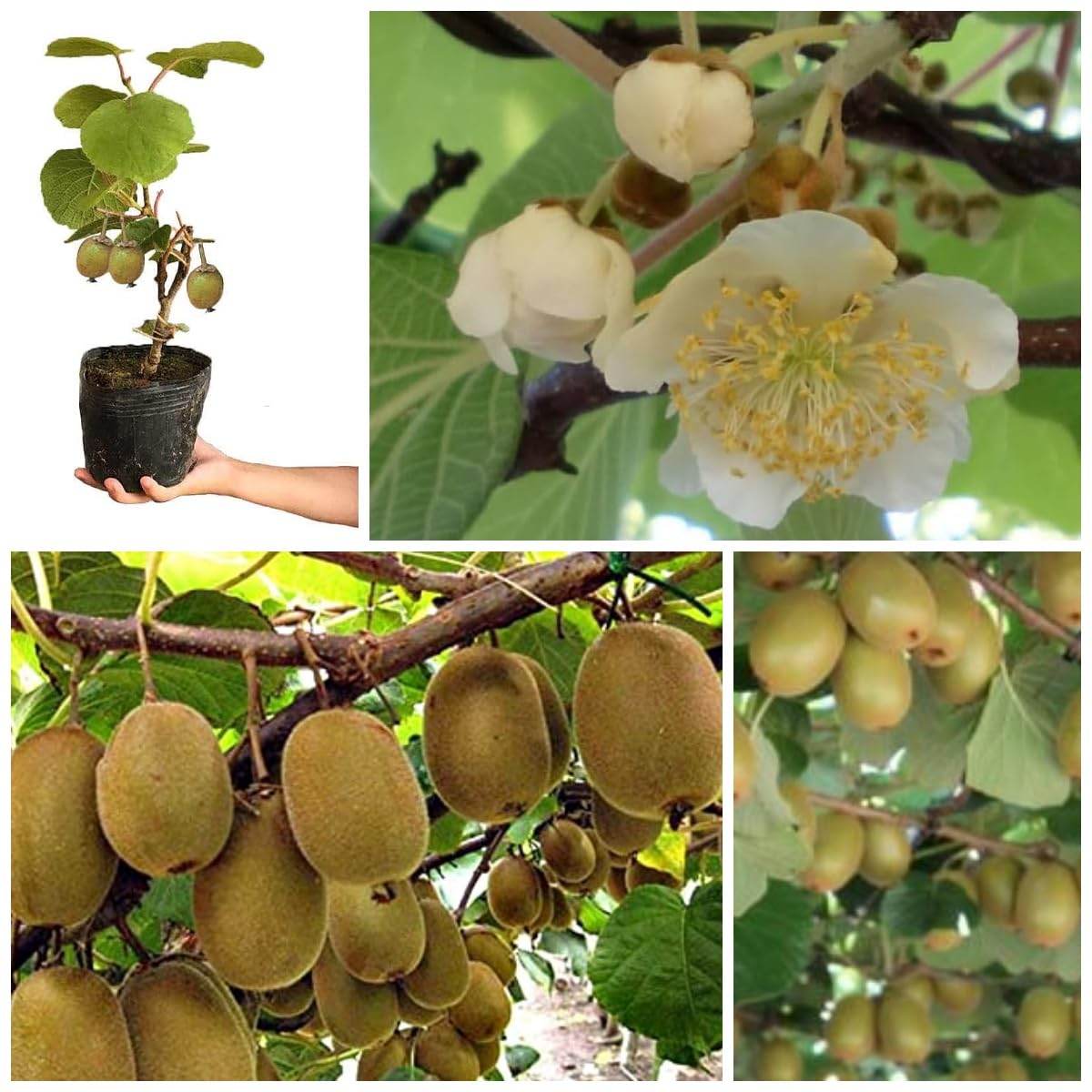 わん茶ちゃん キープ Cloud Farm Kiwi Fruit Plant grafted Hayward Live,Live Kiwi Fruit
