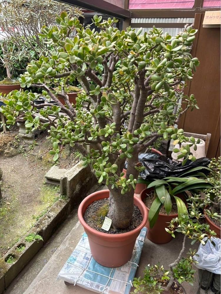 Amazon.co.jp: 金のなる木 特大サイズ 樹齢80年以上 ホビーグッズ