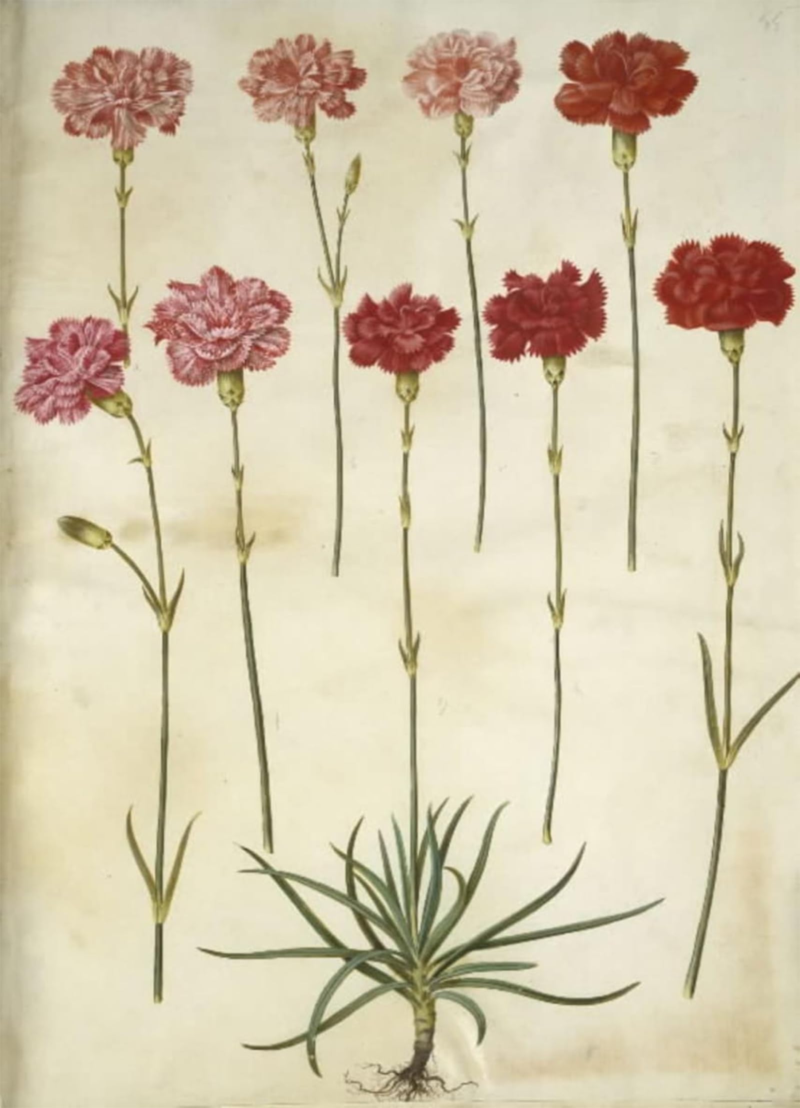 ARTXLXXBN Famous Prints Artwork Pictures Poster Painting Art Dianthus Caryophyllus by Hans Simon Holtzbecker Artwork Landscape Pictures for Home Decor 60x90cm
