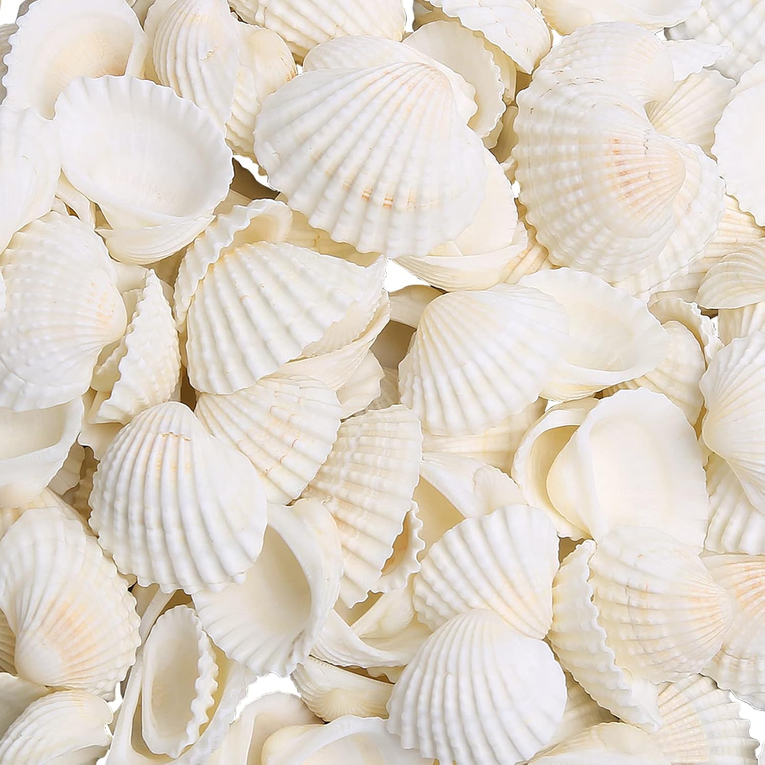 80 PCS Sea Shells 2-3 CM White Small Seashells for Crafting, Crafts DIY Painting Beaching Wedding Decoration, Beach Natural Shells Bulk(210g)