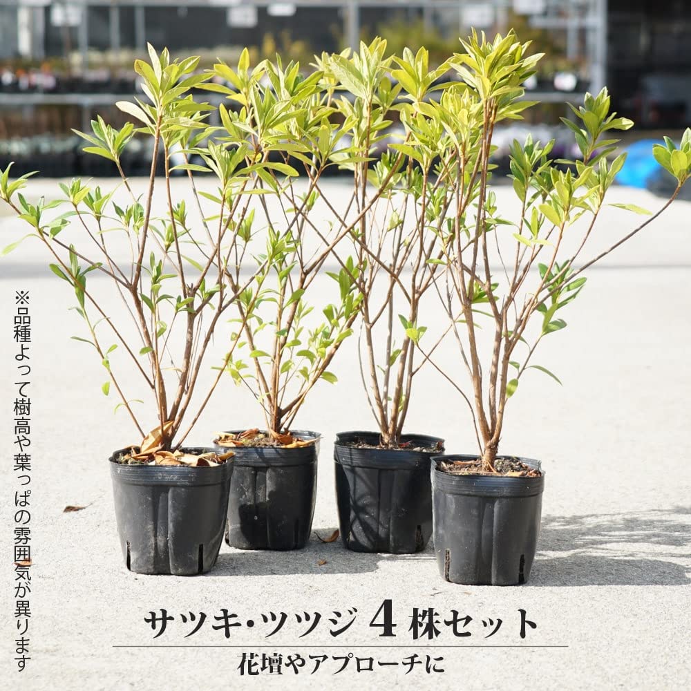 Amazon.co.jp: ツツジ 苗 クルメツツジ 【常夏/トコナツ】 4本セット 4
