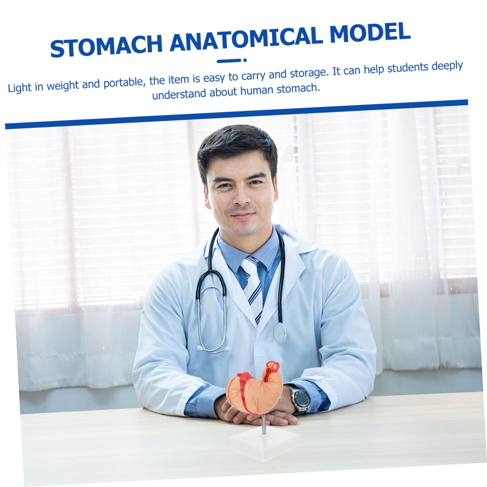 TOPBATHY 1pezzi Modello Anatomico dello Stomaco Umano Sussidio Didattico per Scienze Scolastiche Materiale Educativo Biologicog