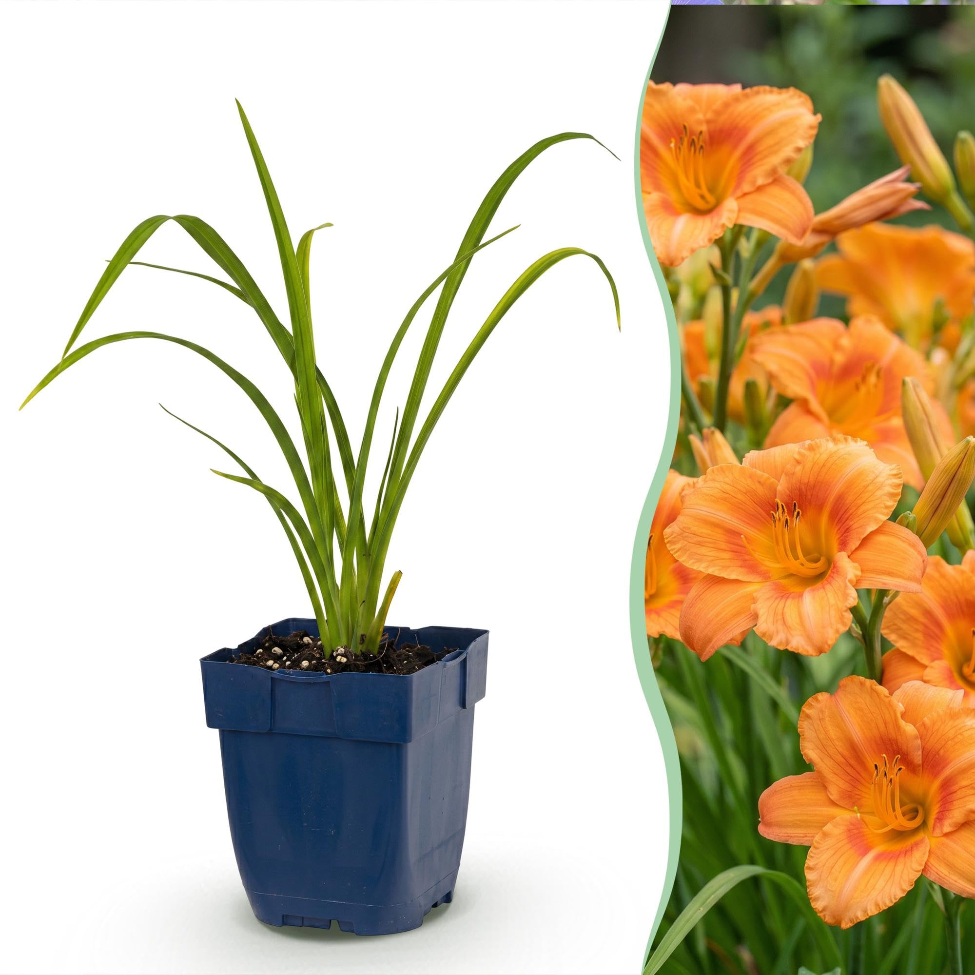 Hemerocallis Mauna Loa Piante Perenni per Giardino, Giallo, Set di 3