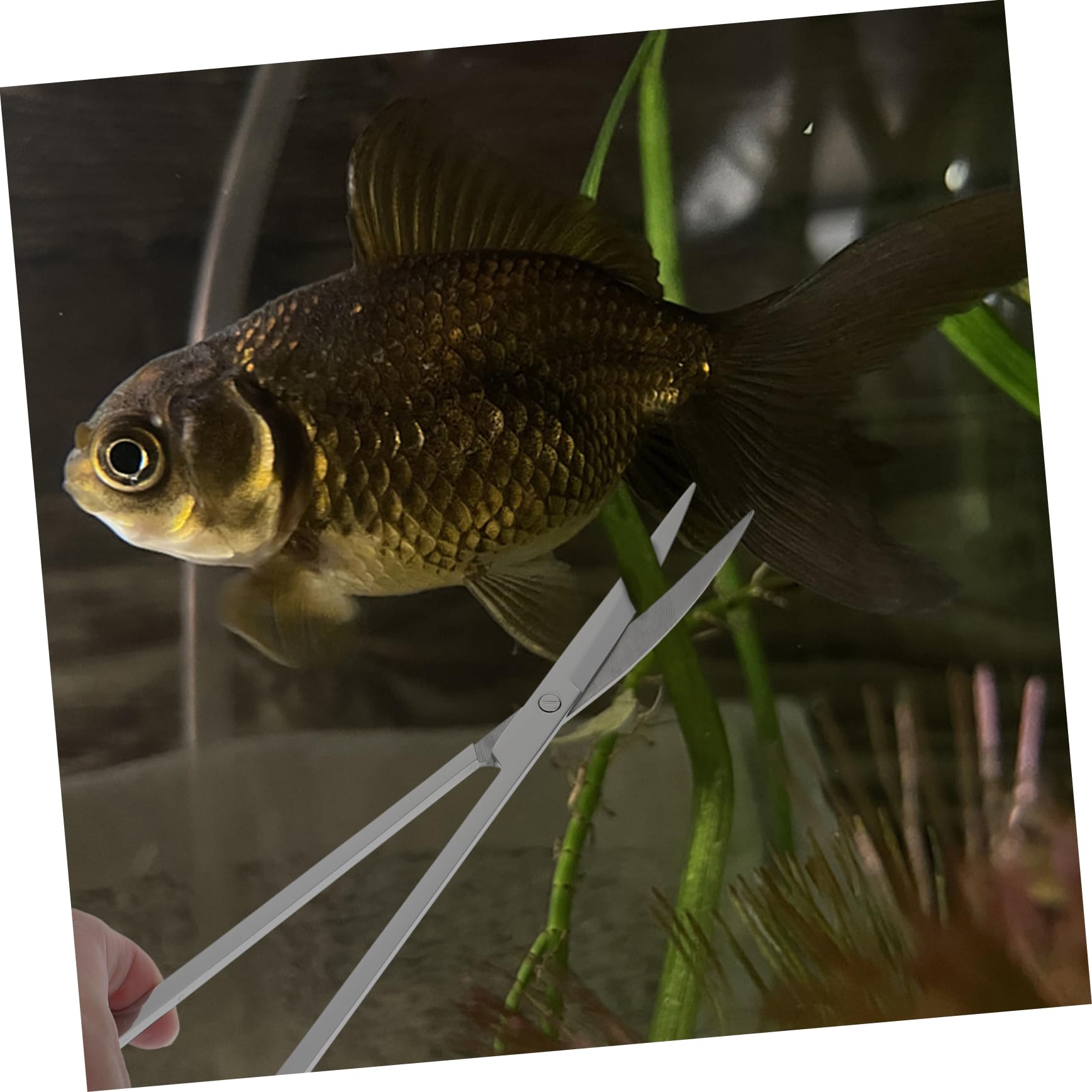 VANZACK 1 De Herramientas Acuáticas Pala Multifunción para Acuario Pinzas De Acero Inoxidable para Acuario Raspador Largo para Acuario Tijera para Acuario Suministro De