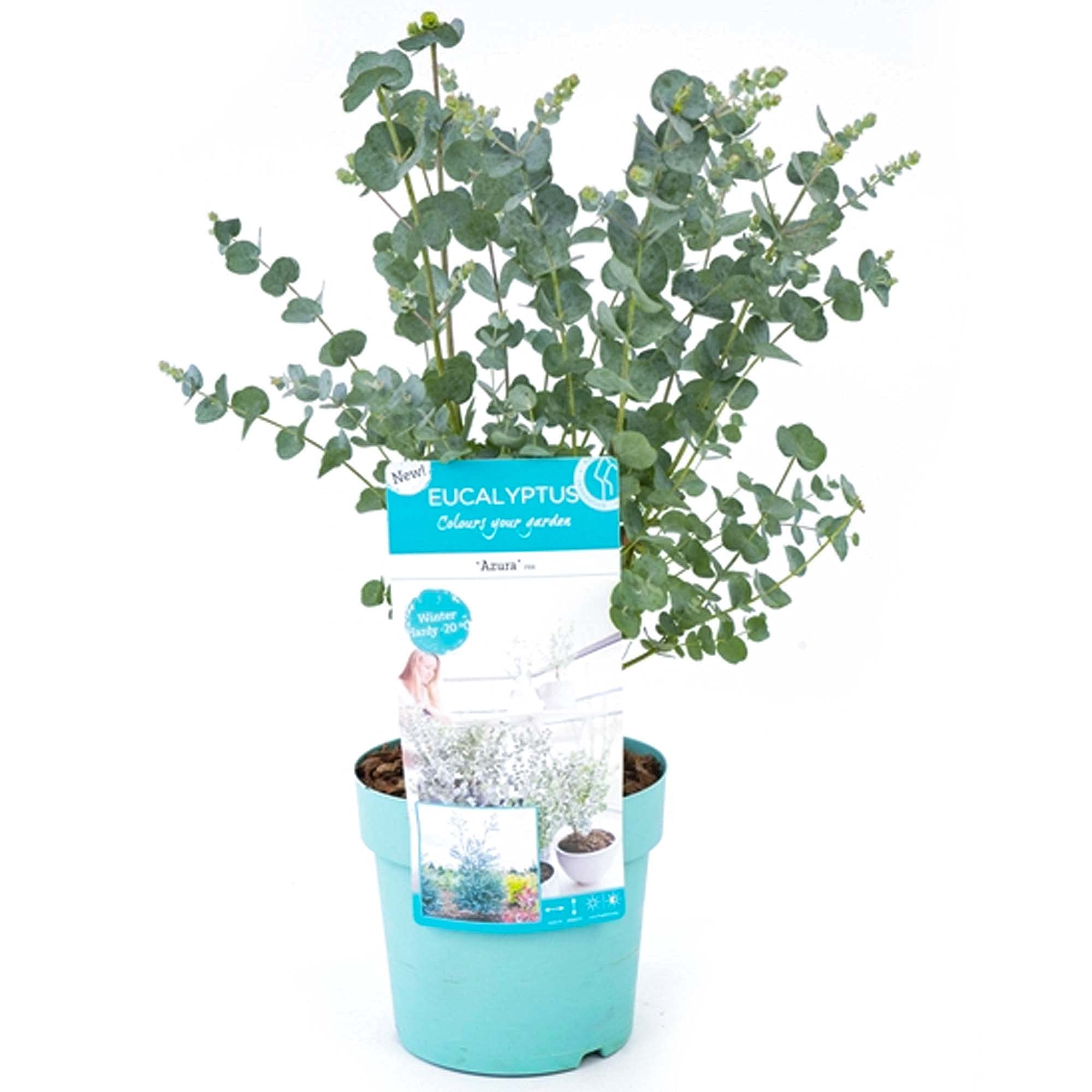 Eucalyptus gunnii Azura | Evergreen Hardy Compact Ornamental Tree | 30-40 cm
