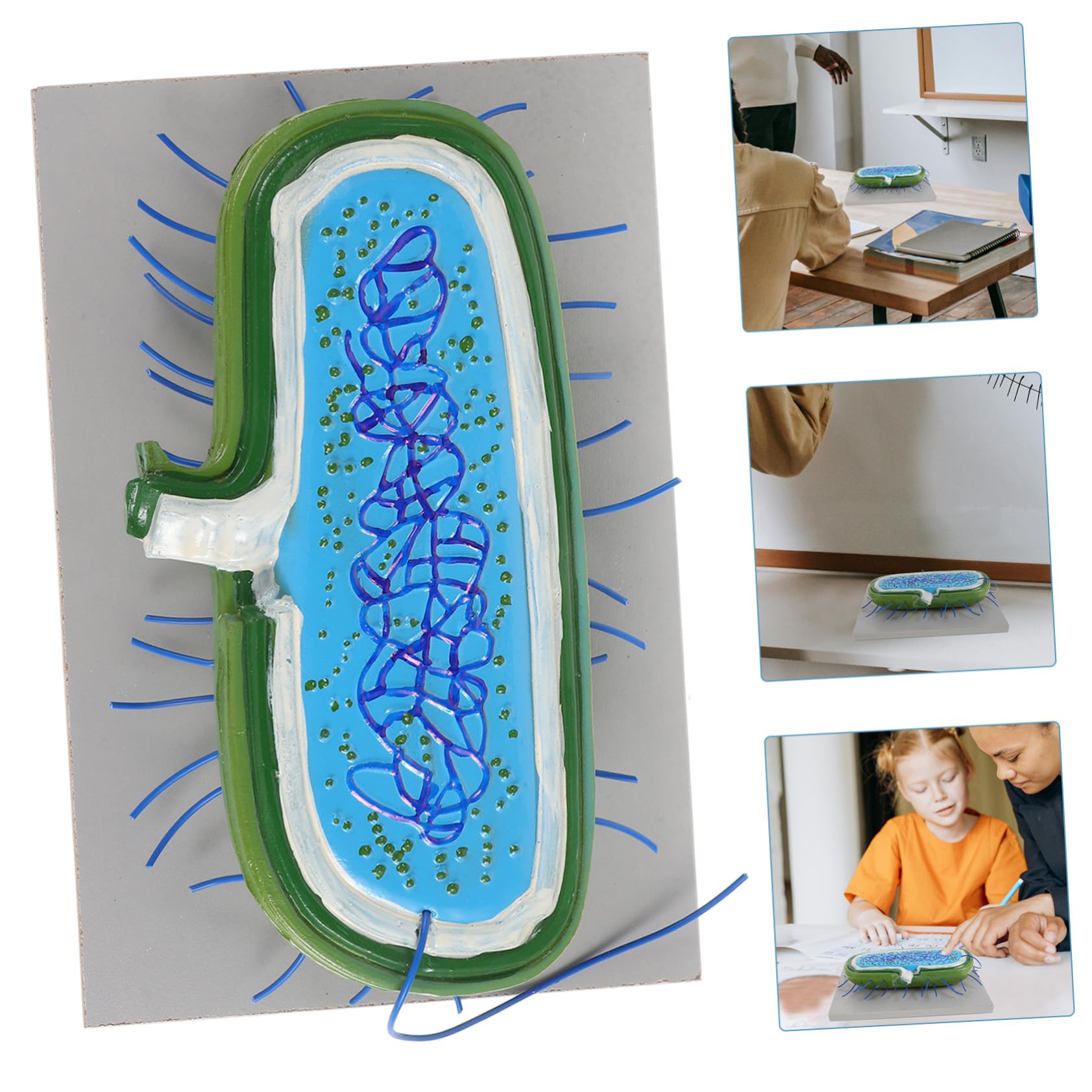 Anatomico Cellulare in Pvc per Studio di Biologia Cellulare Struttura Realistica, Strumento Didattico per Laboratori e Uffici