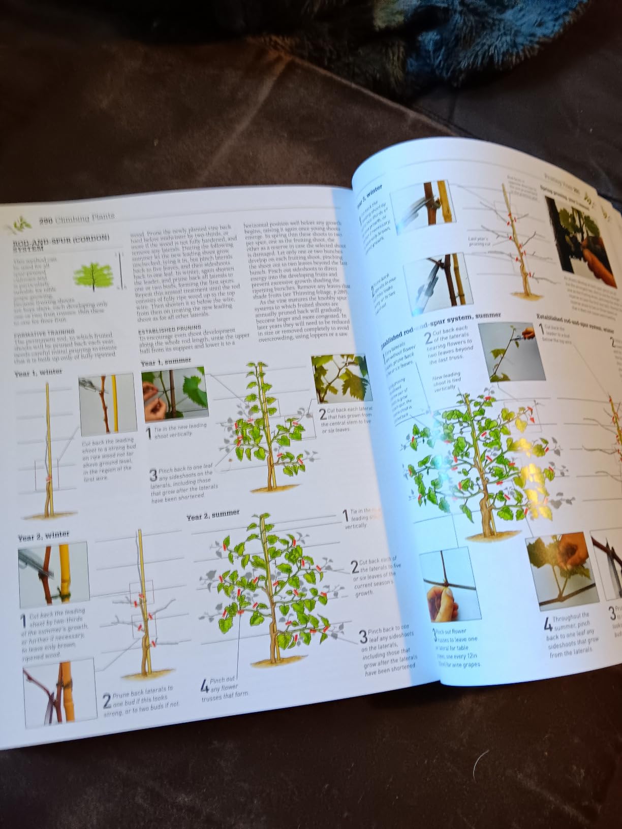Pruning and Training, Revised New Edition: What, When, and How to Prune ...