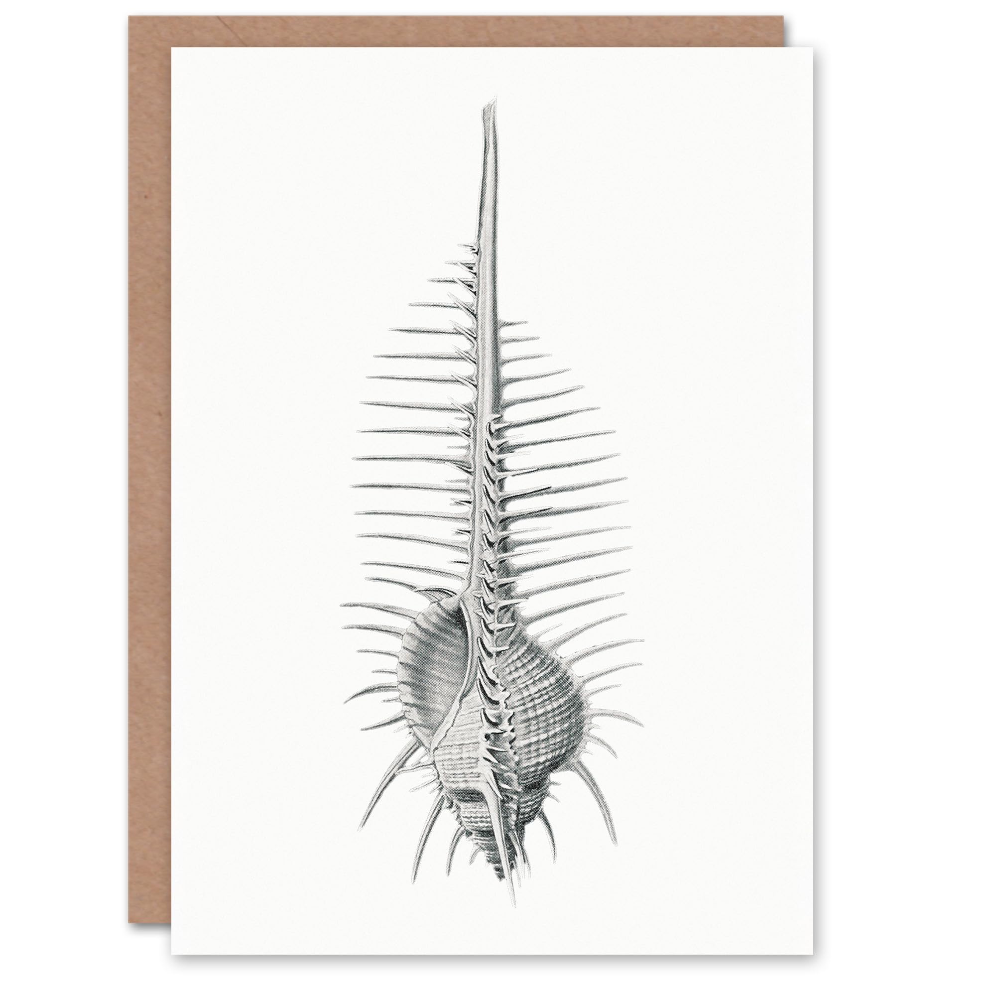 Artery8 - Greeting Card - Murex Shell Drawing - White