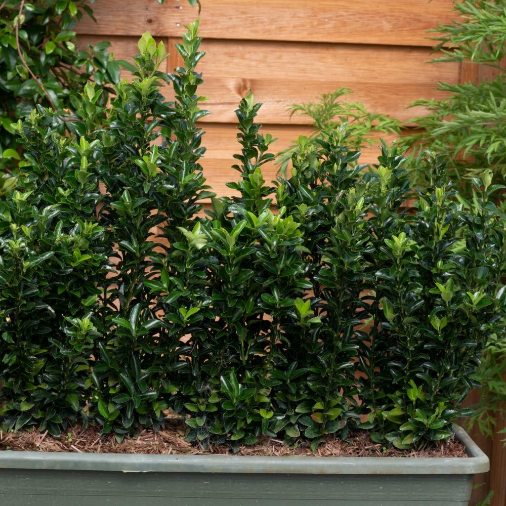Euonymus Green Spire Hedge: Evergreen, Dense, Easy Maintenance - Ideal for Borders and Gardens - 1x 9cm Potted Plant By Thompson & Morgan