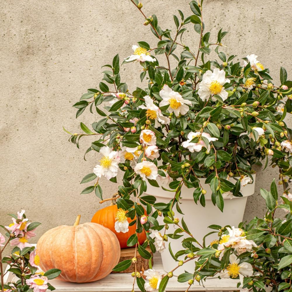 Camellia sasanqua ‘White’ – Autumn to Winter Flowering Shrub, Fragrant White Blooms, Evergreen Garden Beauty or Patio Container Plant - 1x 15cm Potted Plant by Thompson & Morgan