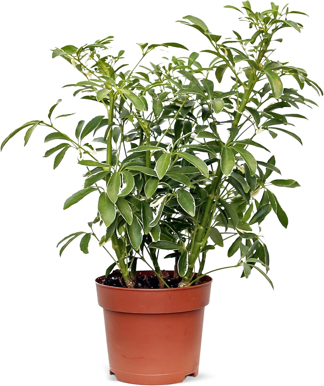 Live Variegated Hawaiian Schefflera Arboricola, Hawaiian Dwarf Umbrella Tree, Birthday Gift for Plant Lover, Housewarming Gift for The First Home, Thank You Gift, Floral Decor in 6" Pot