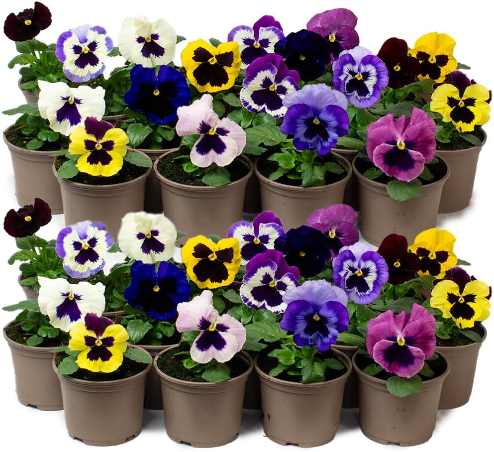 9 x Jumbo Flowering Pansies - Grow Your own Winter Flowering Bedding, Garden Ready & Each Delivered in Plant Pot, Outdoor Plants Great for Hanging Basket or Gifts