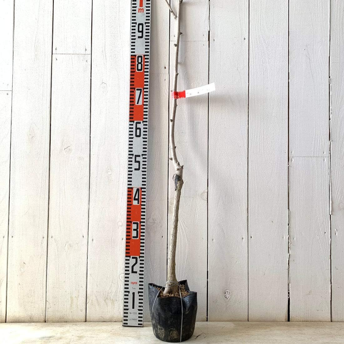 Amazon 銀杏 苗木 オス 15cmポット苗 いちょう 苗 イチョウ ぎんなん ギンナン 果物