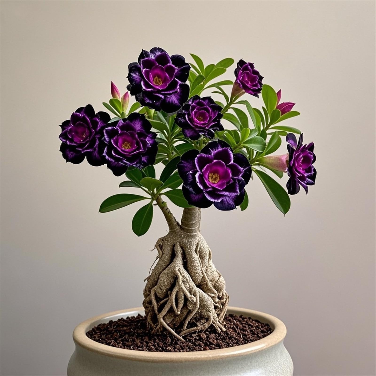 Desert Rose Bulbs, Golden Beautiful, Desert Rose Plant Bulbs, Adenium obesum Plant, Mix Wedding Flowers, 1Bulbs-A — image 1