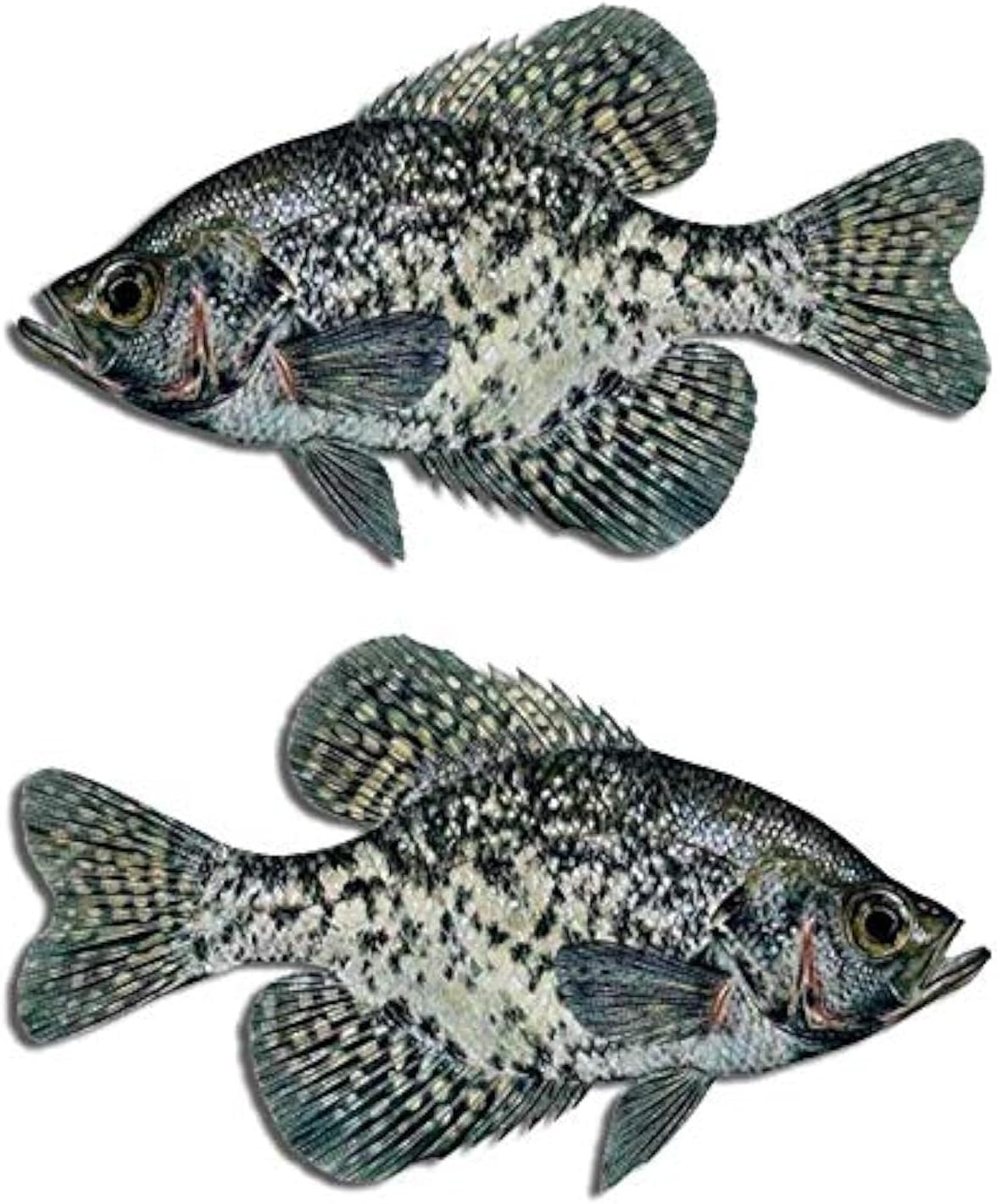Black Crappie Fish Decal Set Boat Fishing Truck Car Window Stickers