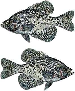 Black Crappie Fish Decal Set Boat Fishing Truck Car Window Stickers