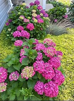 Hydrangea Imported Flower Seeds For Your Home Gardening | Pack of 70 to 80 seeds (PINK SHADE)
