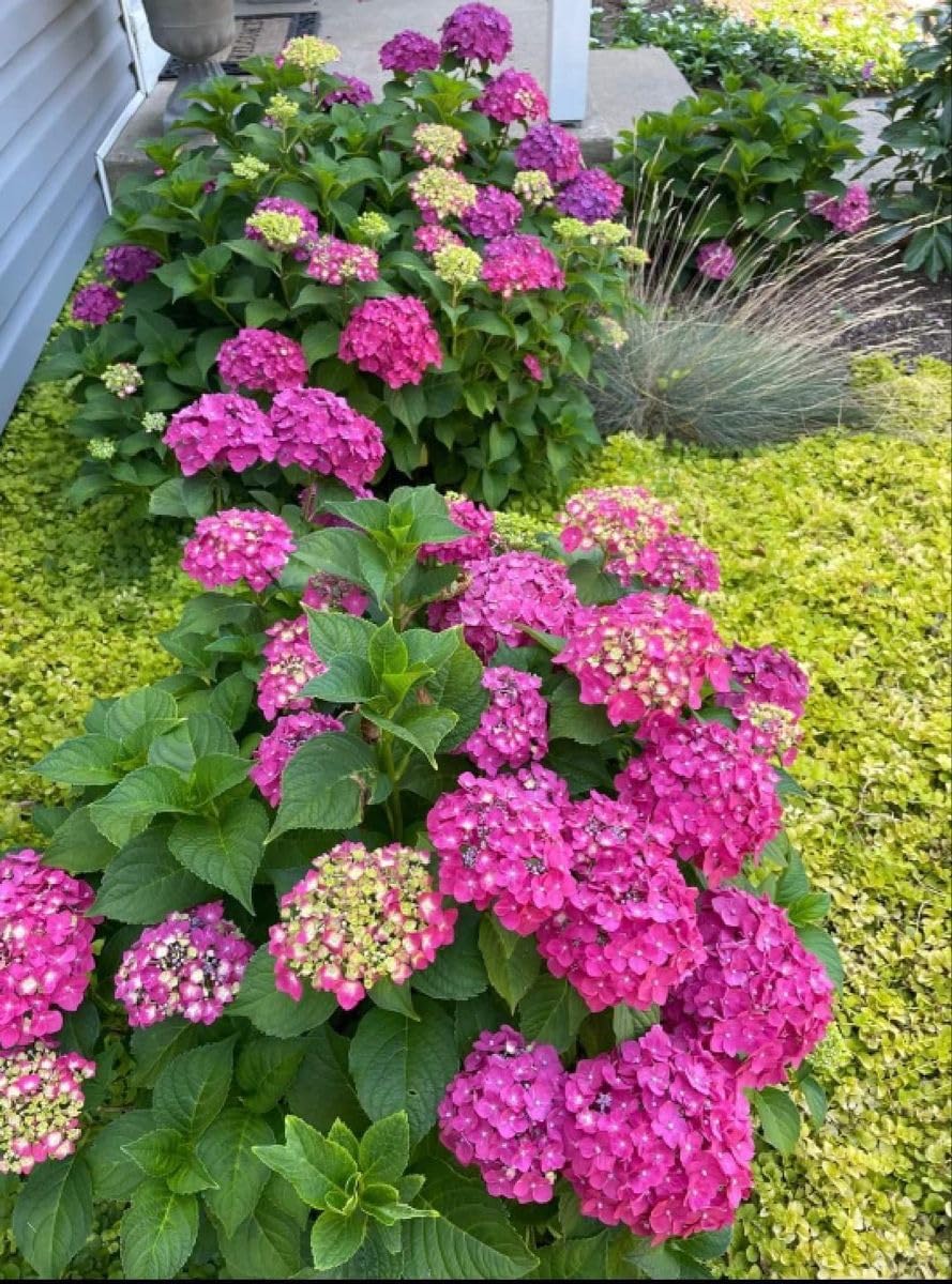 Hydrangea Imported Flower Seeds For Your Home Gardening | Pack of 70 to 80 seeds (PINK SHADE)