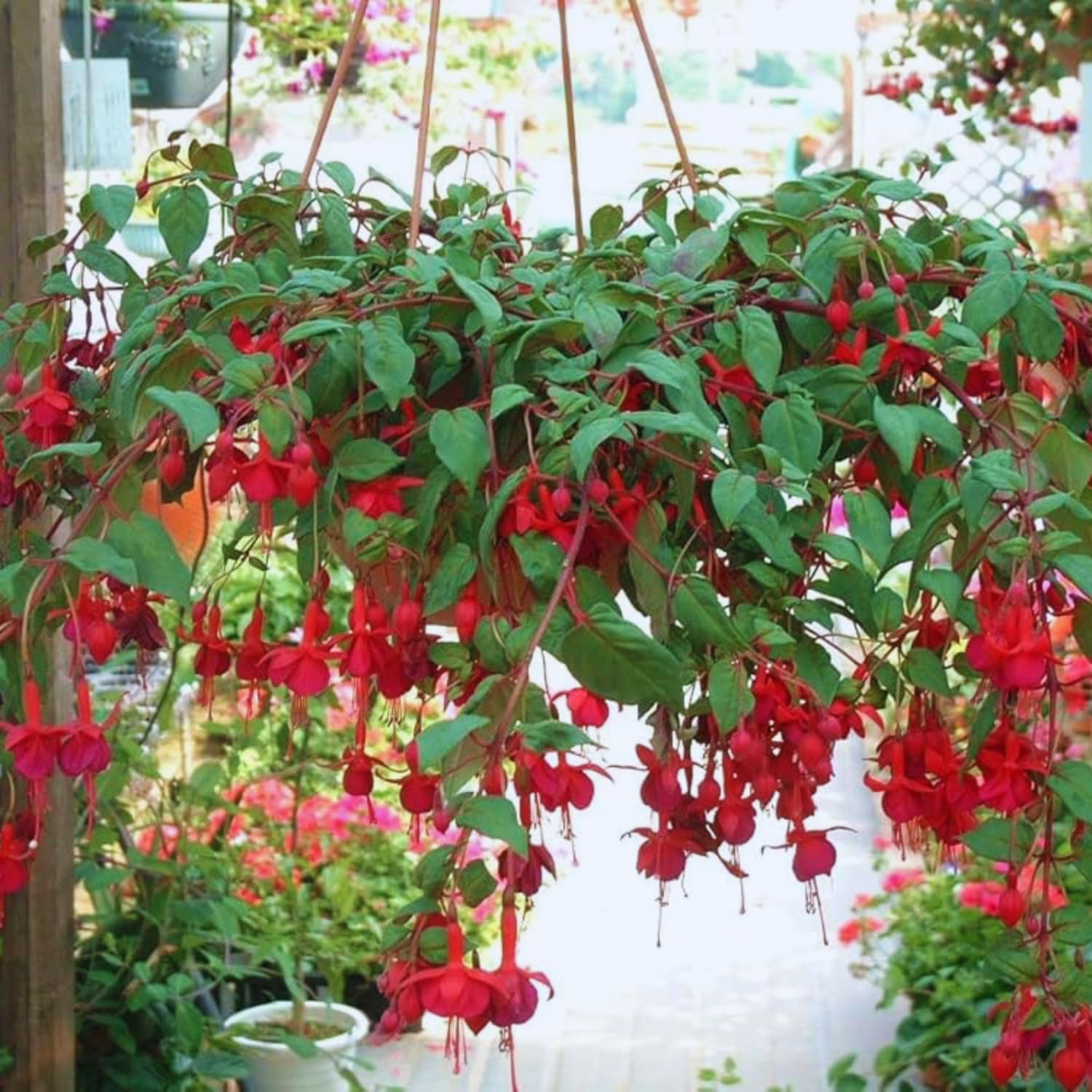 Amazon.com : 2 Red Fuchsia Plants Live, Fuchsia Flower Plants Indoor  Outdoor, 3 to 5 Inches Tall : Patio, Lawn & Garden