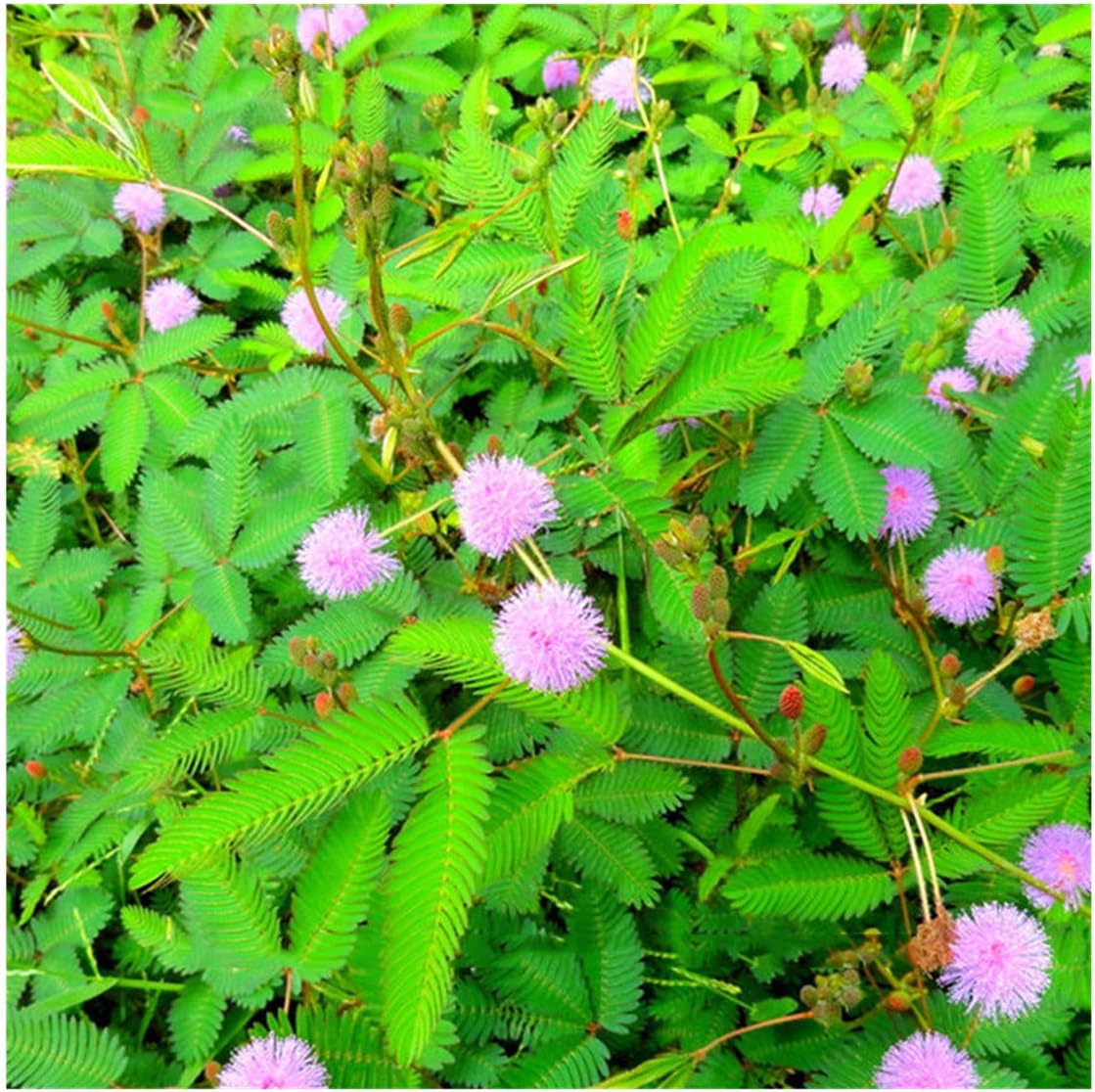 Balcón mimosa pudica semillas en maceta flores 1pack