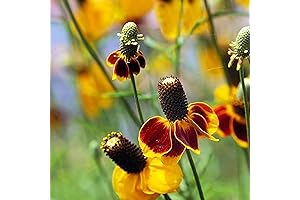 Plant Outdoors Perennial Ratibida Columnifera Seed Coneflower Seeds