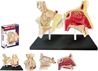 Study Model Educational Model Human Organ Anatomical Model L Organ Anatomy Mode 27 Detachable Parts Medical Teaching Model,Medical Models SaiFei