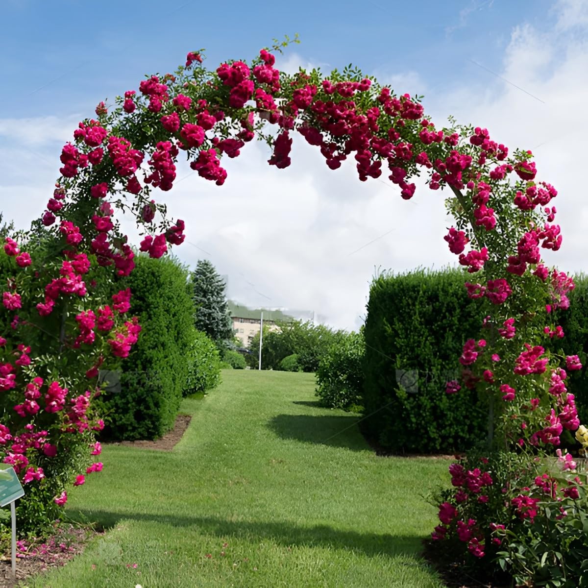 Robusto arco da giardino 180 cm 200 cm 220 cm resistente alle intemperie arco per rose per piante rampicanti decorazione esterna pergolato matrimonio elegante traliccio per decorazione da giardino