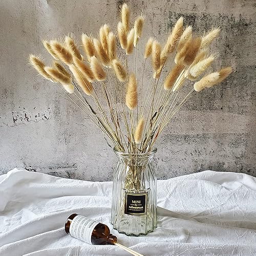 Miniatura 2 de Beau Jour Lagurus ovatus seco, natural, 100 unidades, colas de conejo secas para arreglos florales, decoración del hogar y bodas
