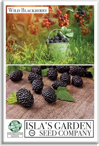 Semillas silvestres de arbustosarbustos de frutas de mora, 50 semillas por paquete, semillas de jardín de Isla (semillas de jardín de Isla),