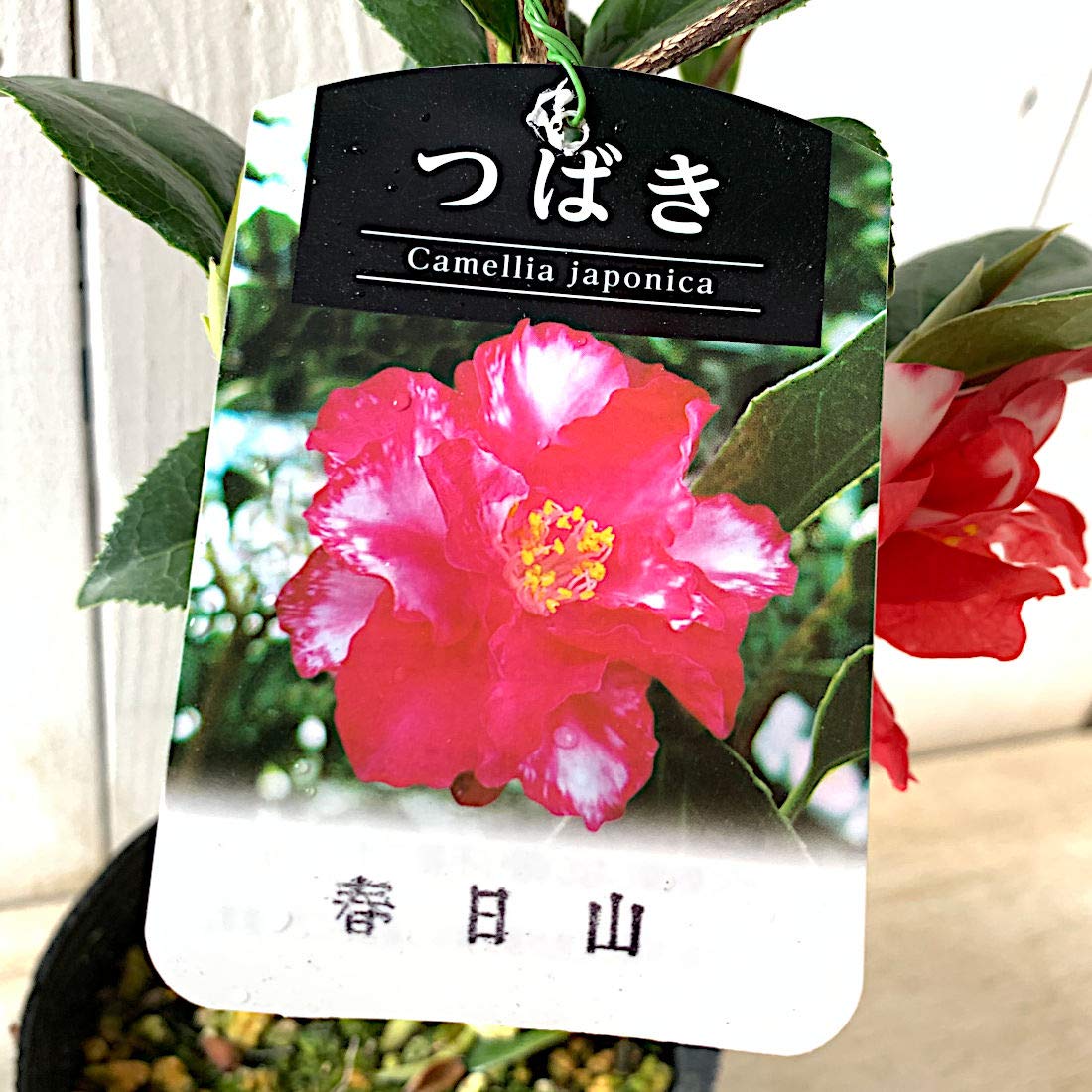 Amazon.co.jp: 椿 苗木 春日山椿 13.5cmポット苗 かすがやまつばき