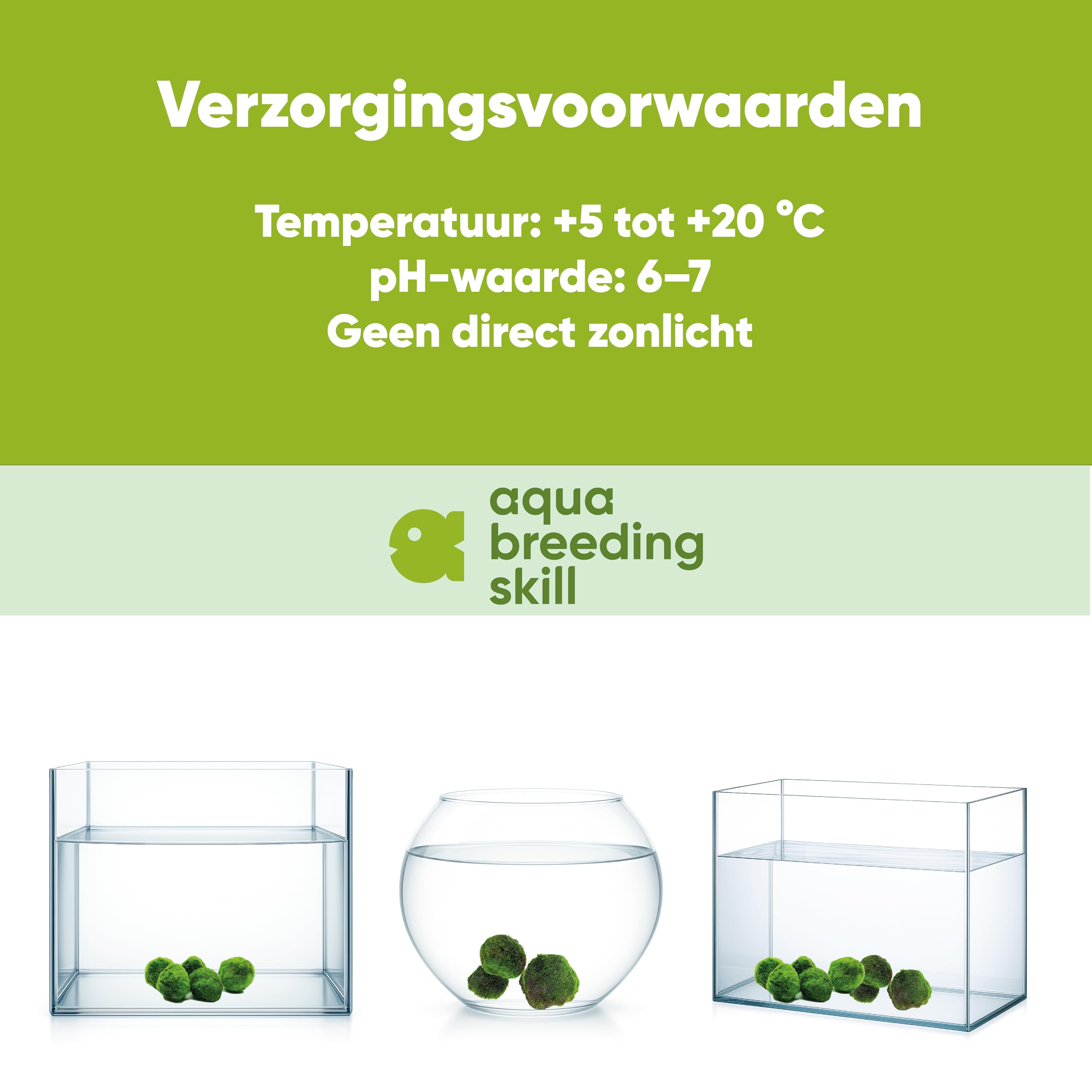 AquaBreedingSkill – Grand Format 4–5 cm – Lot de 3 Marimo Moss Balls – Plante Aquarium Vivante Naturelle | Filtre Biologique | Décoration Écologique | Entretien Facile | Idéal pour Nano Aquarium