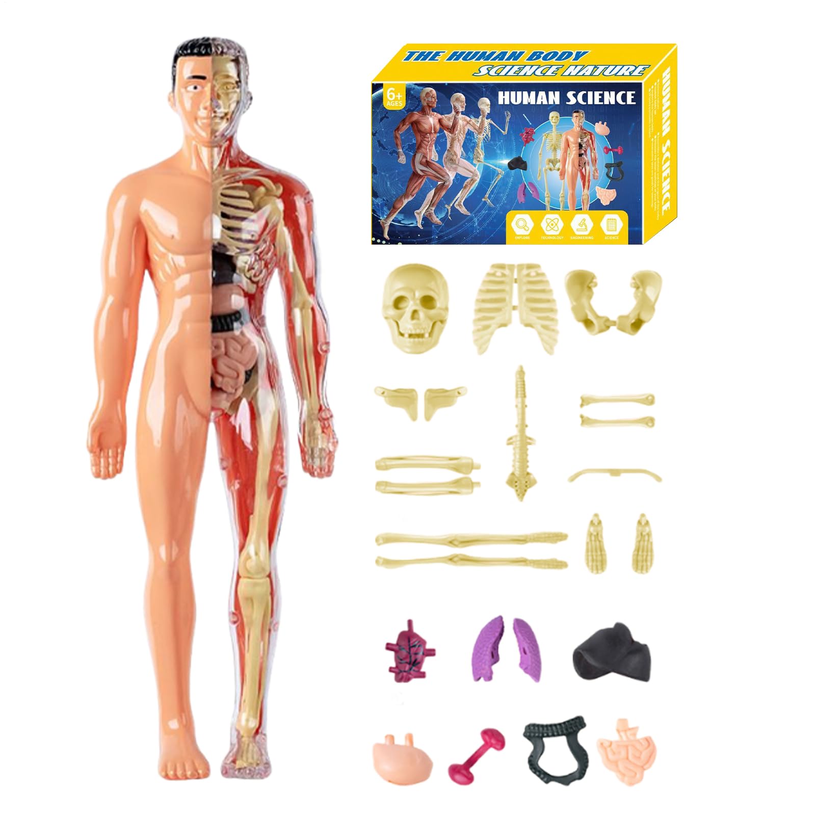 Human Body Model - Human Torso Anatomy Model For Kids Classroom Science Learning Tool Easy To | Clear Educational Anatomy Toy For Boys Girls Science Education & Medical Teaching Aids Children's Toys