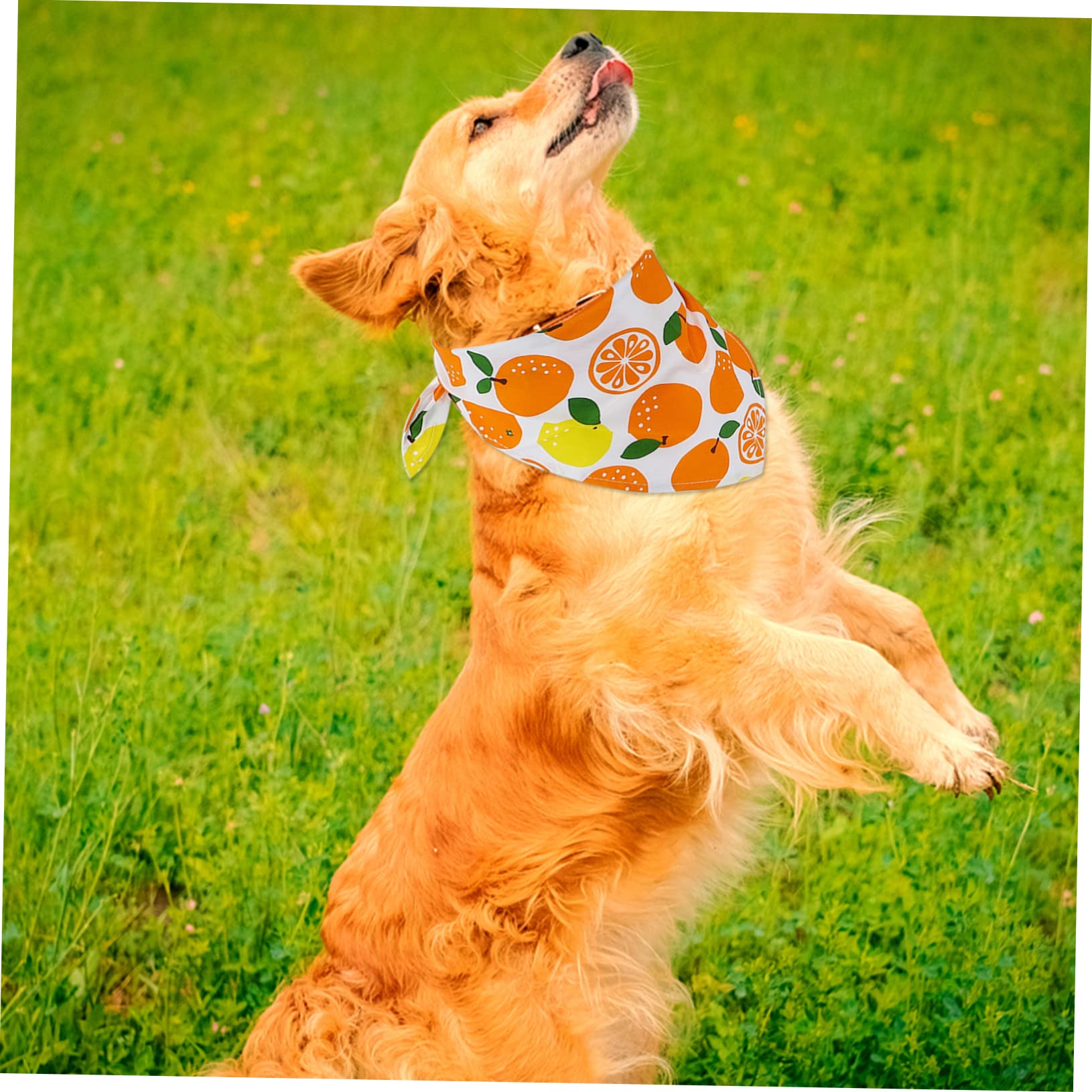Sosoport 15pièces Bandanas pour Chiens Et Serviettes avec Motif De Fruits Évitent La Et Eau Confortables Et pour Animaux De Moyenne