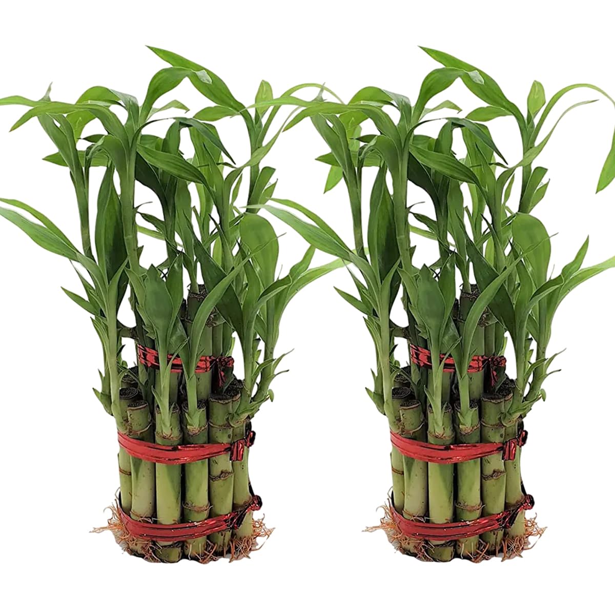 GIRISHA TRADERS Two Layer Lucky Bamboo Live Indoor Plant | Feng Shui Good Luck Fortune Vastu Plant (Without Pot) (Pack of 2) (B0C7R6K69L) Amazon Price History, Amazon Price Tracker