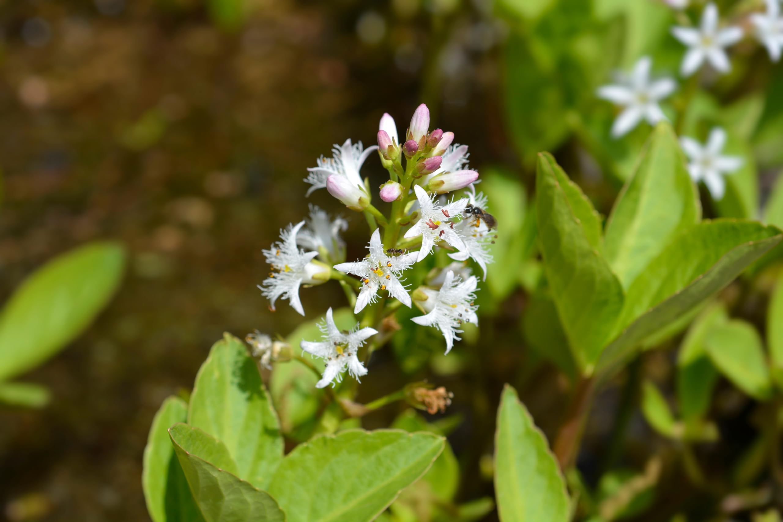 Lincolnshire Pond Plants Ltd - Menyanthes trifoliata (Bog Bean) - Marginal Pond Plants - MP078-1 / 1Ltr