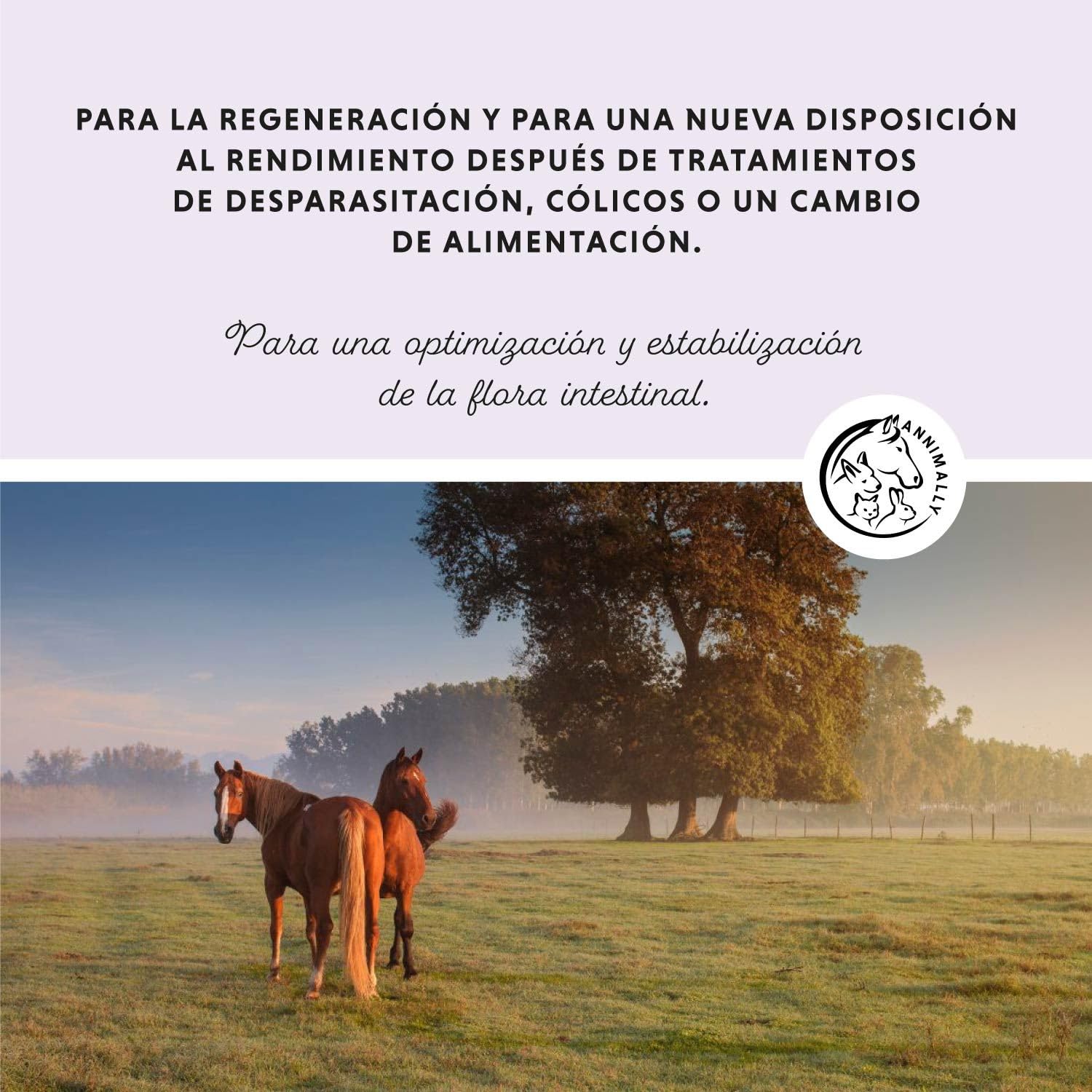 Polvo probiótico para Caballos - 750 g de Polvo intestinal con levadura Viva para una Flora intestinal Saludable - Bacterias intestinales para la rehabilitación intestinal en Caballos